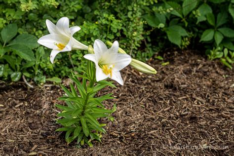 Easter Lilies Their Meaning And An Easter Centerpiece Hearth And Vine