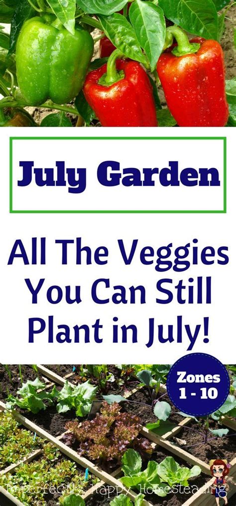 What To Plant In July In Your Vegetable Garden Now Fall Garden