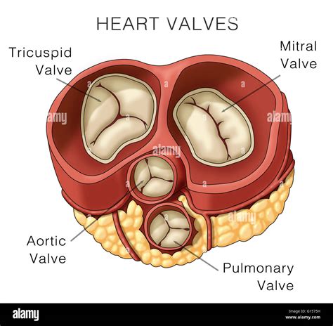 Illustration De Valvules Cardiaques Limage Présentée Comprend La