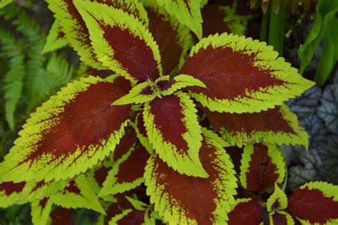 Coleus: Colorful Shade Plants Easily Grown From Seed or Cuttings