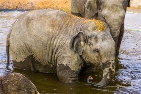 Portrait Of A Asian Elephant Calf Bathing In The Water Endangered