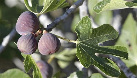 The Best Fig Trees For Zones 5 And 6 Garden Guides