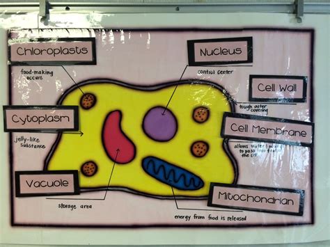 We will cover the nucleus, cell wall, cell membrane, mitochondria, chloroplast my students loved the videos. animal cell project for 3rd grade - Google Search | Plant ...