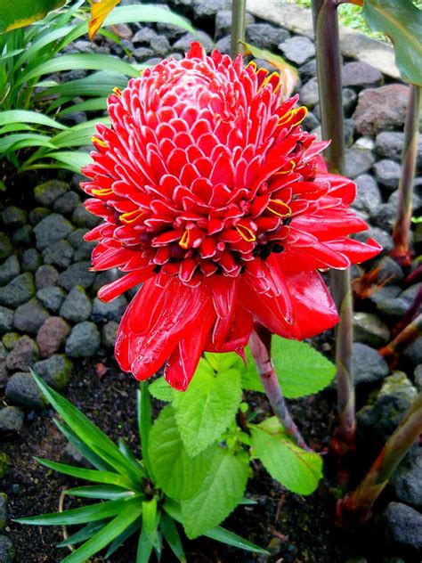 Exotic Flora In Costa Rica Photograph By Julie Buell Pixels