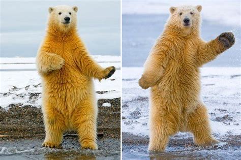 Polar Bear Dancing His Happy Dance Polar Bear Bear Funny Animals