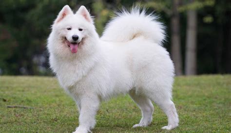 This samoyed puppy has a cool personality and will make a great companion dog. January Dog of the Month - Samoyed - K9 Gentle Dental Teeth Cleaning