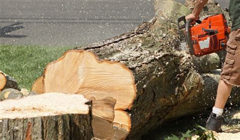 Tree And Stump Removal 247 Emergency Service Ontario Ca