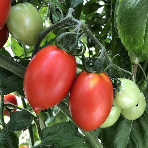 Tempting Tomatoes Tomato Garden Gem Garden Crossings