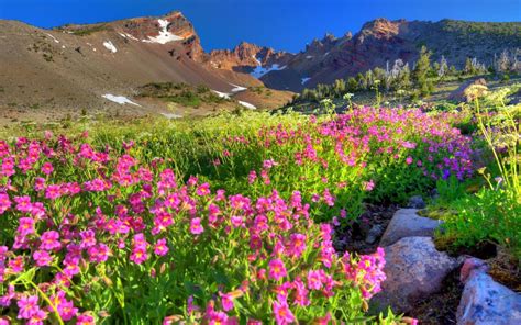 Spring Purple Flowers Mountain Rocky Peaks Snow Rock Blue Sky Beautiful