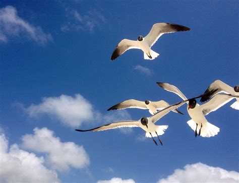 Image Libre Mouette Vol Migration Ciel Bleu Faune Oiseau