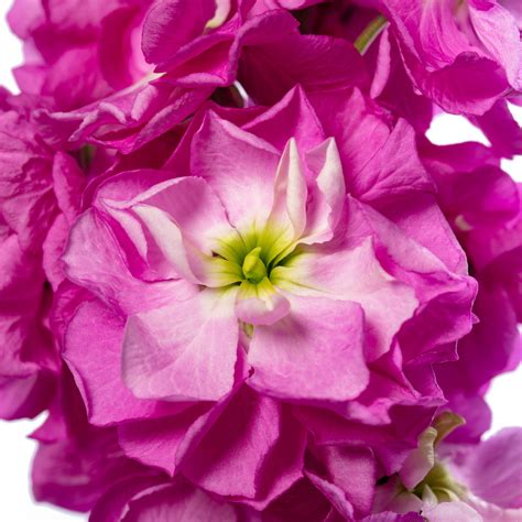 Matthiola Incana Matthiola Incana Anytime Pink Evanthia