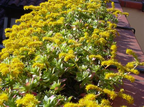 Producono molti fiori a forma di trombetta e dal colore solitamente giallo ma che … Pianta Grassa Con Fiori Gialli A Grappolo - Piante da vaso: Guzmania, Guzmania cardinalis ...