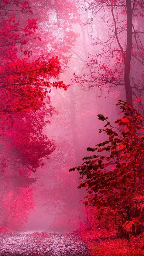 H D Pink Nature Pink Alam Indah Wallpaper Ponsel Hd Pxfuel