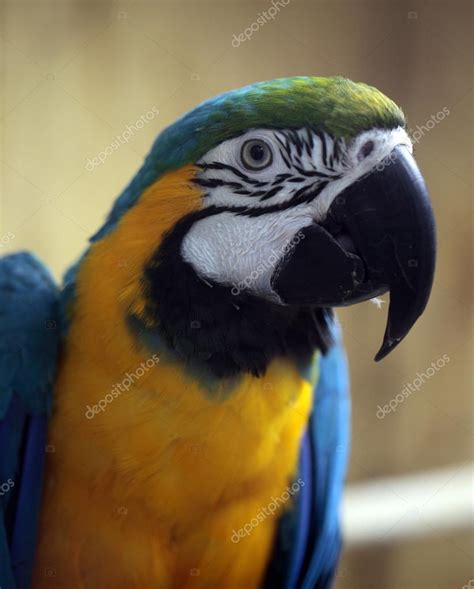 Macaw Parrot — Stock Photo © Cherkas 84406658