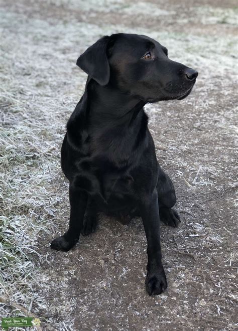 Black Labrador Retriever Stud Dog In Kent United States Breed Your Dog