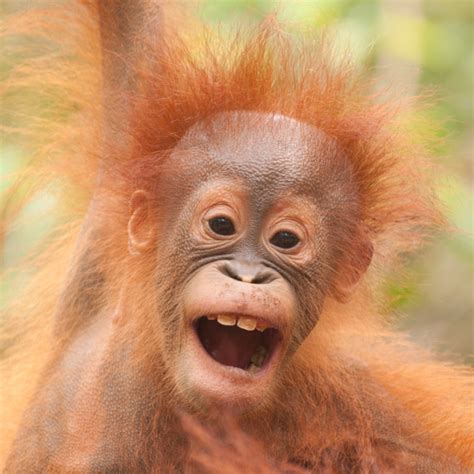 Top 10 Images Of Orangutans For International Day Of Happiness