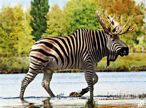 Pin by joshkilby on Animals - Hybrids | Photoshopped animals, Animals, Sweet animals