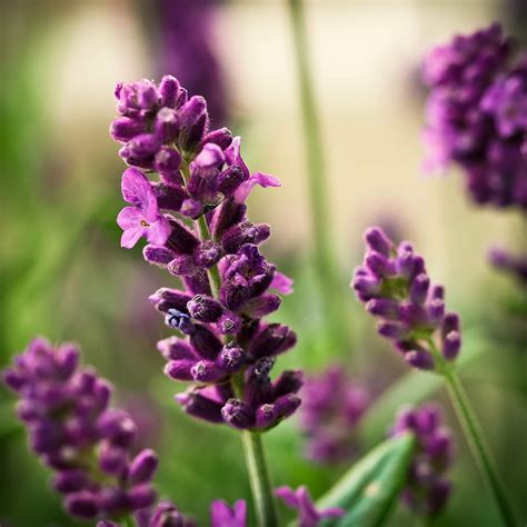 Purple Flowers Blooming Daytime Lavender Flower Nature Blossom