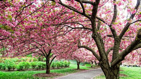 Blossom definition, the flower of a plant, especially of one producing an edible fruit. Cherry blossom festivals a rite of spring - CNN.com