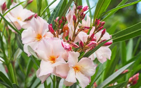 The Oleander Beautiful But Deadly Ellis Downhome