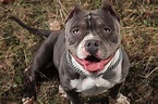 American Bully (character, diet, care)