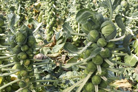How To Grow Organic Brussels Sprouts