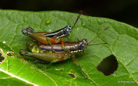 Grasshoppers Mating Syntomacris Sp Id By Oscar Javier Ca Flickr