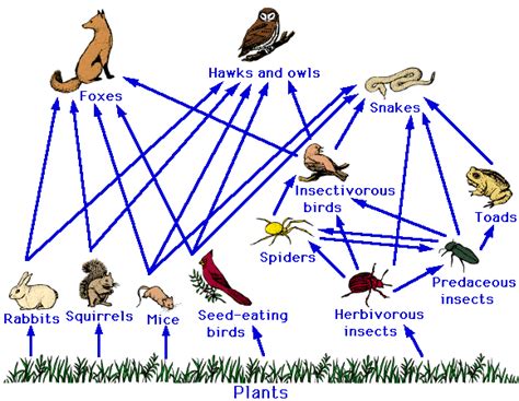 Food Chains And Food Webs Ecology Quiz Quizizz