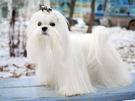 Maltese Dog Breed And Facts