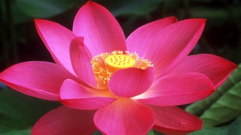 Beautiful Lotus Flowers Hd1080p Youtube