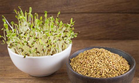 Top 6 Alfalfa Health Benefits The Most Nutritious Grass Species