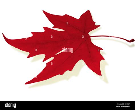 Red Maple Leaf Stock Photo Alamy