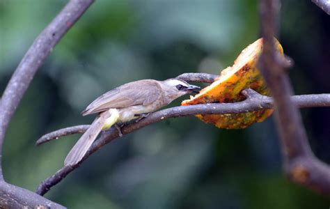 Foto: Burung Liar yang Bisa Kita Undang ke Pekarangan - Mongabay.co.id : Mongabay.co.id