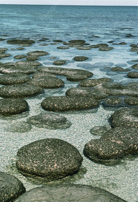 Stromatolites Stock Image B3070164 Science Photo Library