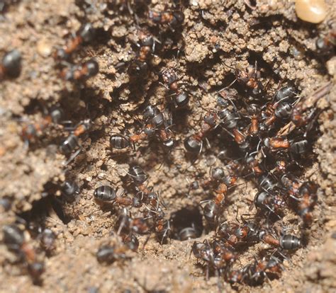 This Dystopian Ant Colony Is Trapped In An Abandoned Soviet Bunker