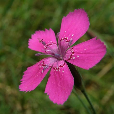 Dianthus Armeria Deptford Pink Grass Pink Mountain Pink North