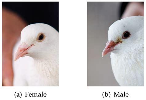 Comparison Of The Heads Of Female Pigeons And Male Pigeons Download