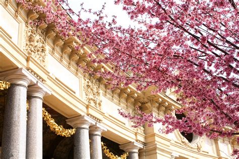10 Places To See The Cherry Blossoms Bloom In Paris — Every Day Parisian