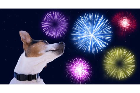 How To Keep Your Dog Calm During A Fireworks Event Cooper Pet Care