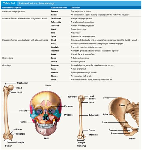 Anatomy Quiz Bone Markings Anatomy And Physiology