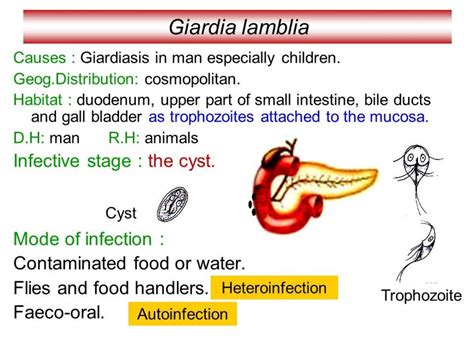 Giardia Infection Its Treatments By Dr Radhika Amulraj Lybrate
