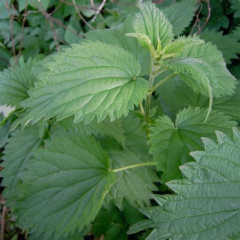 Amid and amidst are two words meaning the same thing. nettle - Wiktionary