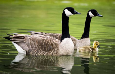 Readers Sound Off On Canada Geese Horse Carriages And President Obama