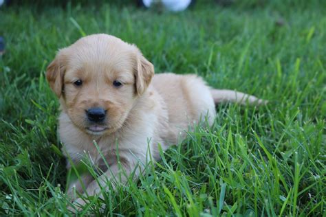 Best purebred akc english cream retriever puppies in southern maine.top quality multi champion imported european dogs 20 plus years experience breeding my golden retrievers are raised as part of the family. Puppies for sale - Golden Retriever (including American ...