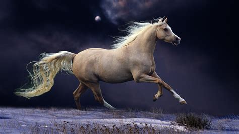 Animals Horse Wallpapers Hd Desktop And Mobile Backgrounds