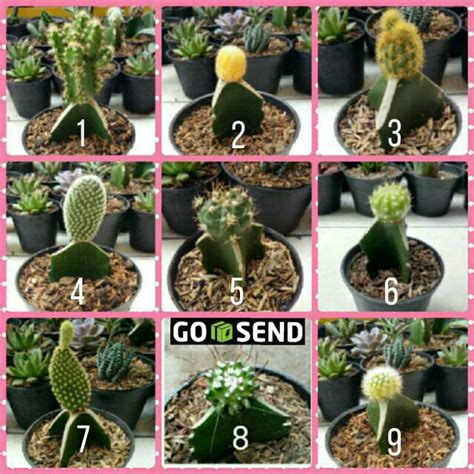 Tanaman ini bisa menjadi hiasan dalam ruanganmu. Kaktus promo/kaktus mini/souvenir unik/tanaman hias | Shopee Indonesia