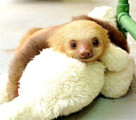 Sloth Hugging A Stuffed Animal Animals Pinterest