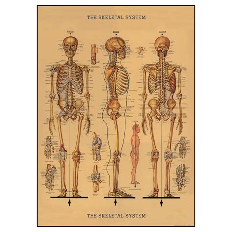 Human Skeleton Anatomical Chart Vintage Style Poster Ephemera Ebay