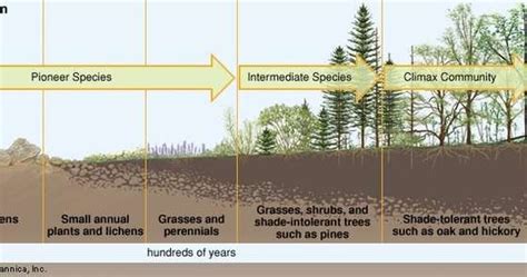 The Temperate Deciduous Forest Primary And Secondary Succession