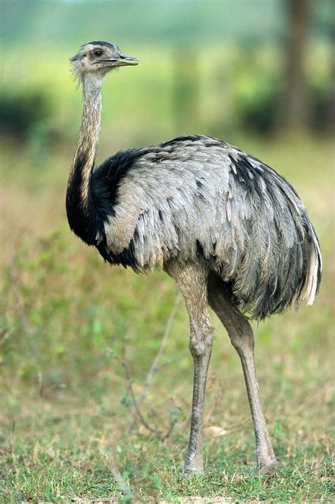 Suzys Animals Of The World Blog The Greater Rhea